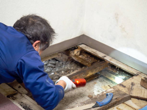 Best Residential Mold Remediation in Diamond Springs, CA