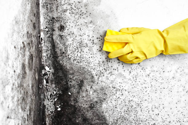 Best Mold Testing and Inspection Services in Diamond Springs, CA