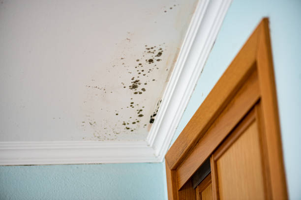 Best Crawl Space Mold Remediation in Diamond Springs, CA