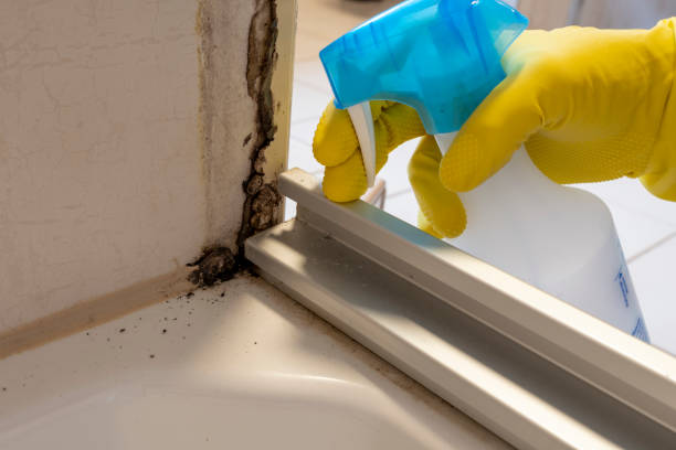 Best Black Mold Remediation in Diamond Springs, CA