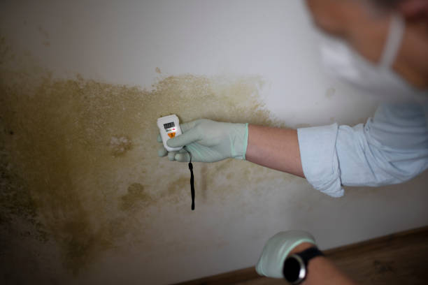 Best White Mold Remediation in Diamond Springs, CA