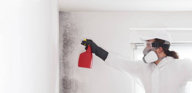 Best Insurance-Related Mold Remediation in Diamond Springs, CA