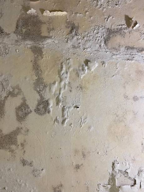Best Post-Flood Mold Remediation in Diamond Springs, CA