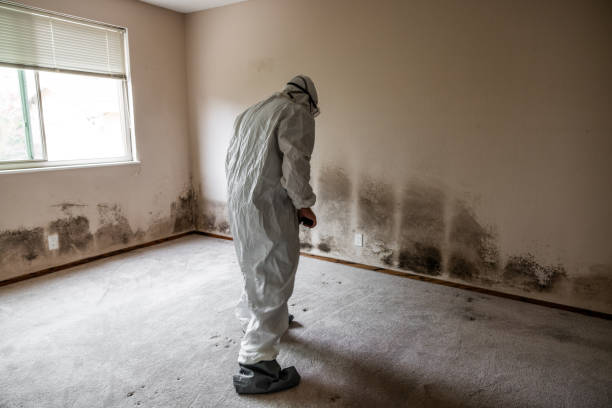 Best Basement Mold Remediation in Diamond Springs, CA