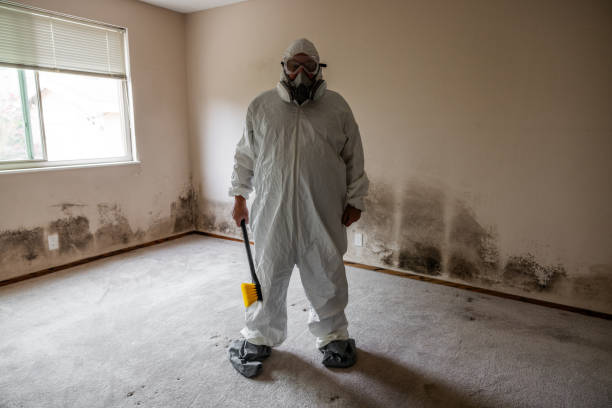 Reliable Diamond Springs, CA Mold Remediation Solutions