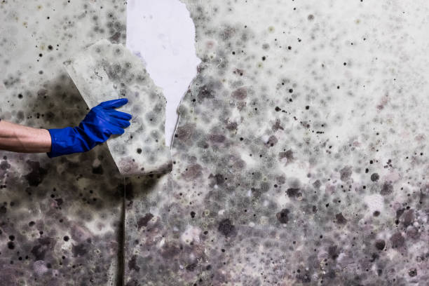 Best Attic Mold Remediation in Diamond Springs, CA