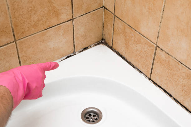 Best Commercial Mold Remediation in Diamond Springs, CA