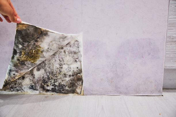 Best Preventive Mold Services in Diamond Springs, CA